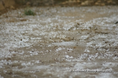 SONY DSC