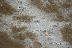 SONY DSC