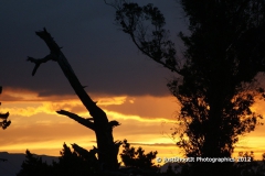 SONY DSC