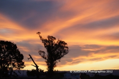 SONY DSC