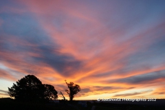 SONY DSC