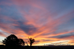 SONY DSC